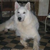 Photo de Berger blanc suisse