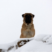 Photo de Bullmastiff