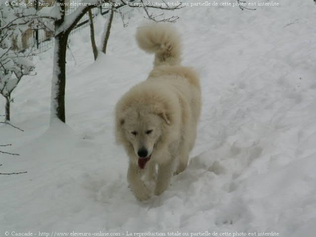 Photo de Chien de montagne des pyrnes