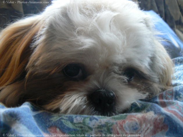 Photo de Shih tzu