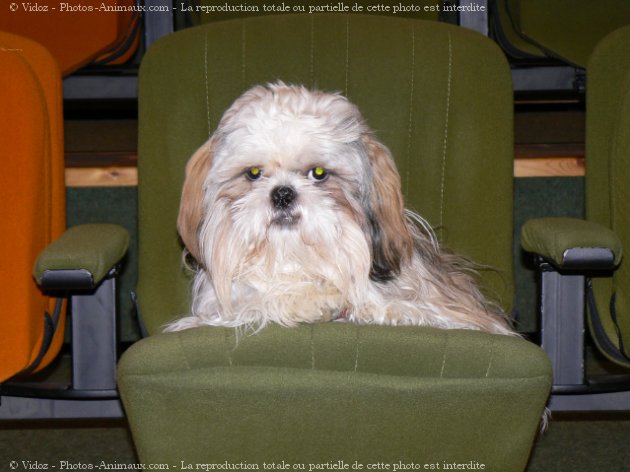 Photo de Shih tzu