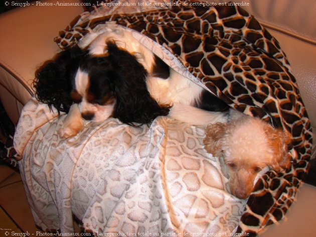 Photo de Cavalier king charles spaniel