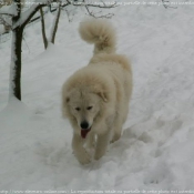 Photo de Chien de montagne des pyrnes