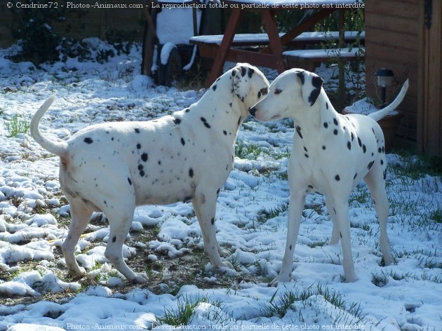 Photo de Dalmatien