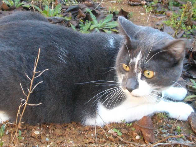 Photo de Chat domestique