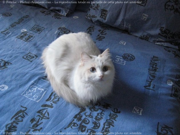 Photo de Ragdoll