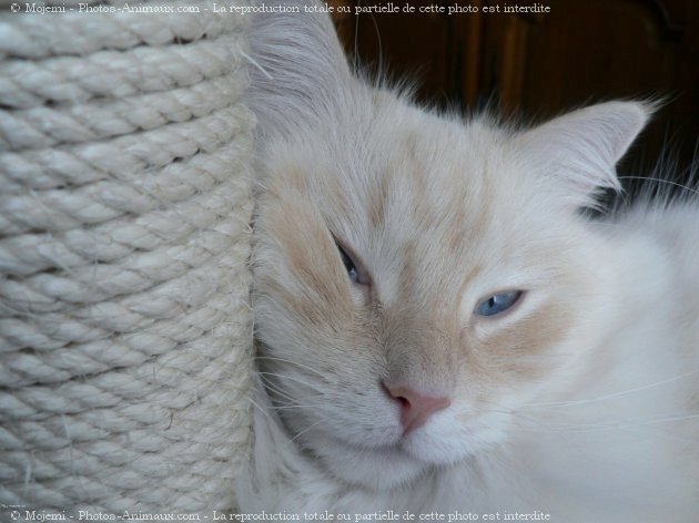 Photo de Ragdoll