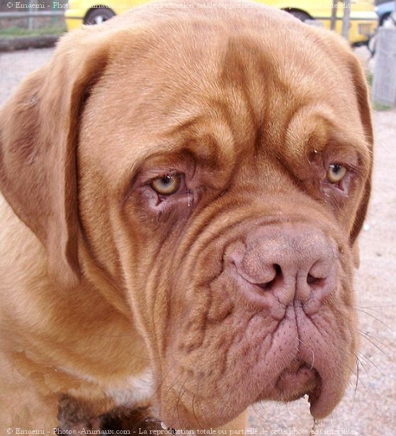 Photo de Dogue de bordeaux