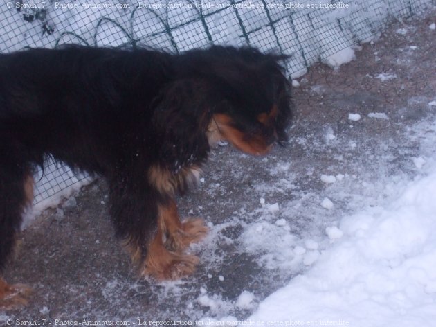 Photo de Cavalier king charles spaniel