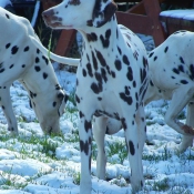 Photo de Dalmatien