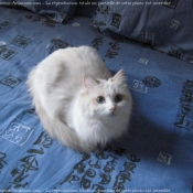 Photo de Ragdoll