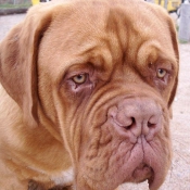 Photo de Dogue de bordeaux