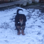 Photo de Cavalier king charles spaniel