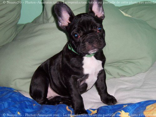 Photo de Bouledogue franais