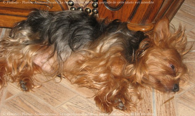 Photo de Yorkshire terrier