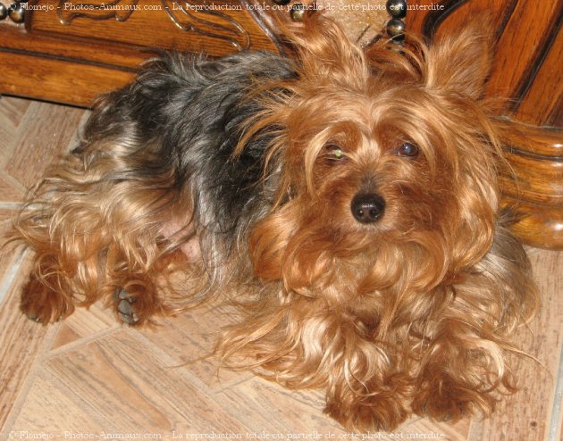 Photo de Yorkshire terrier