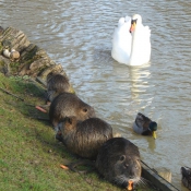 Photo de Races diffrentes