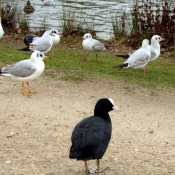 Photo de Races diffrentes