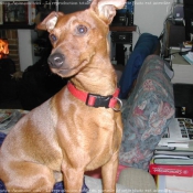 Photo de Pinscher nain