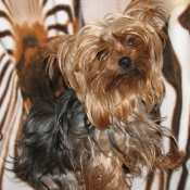 Photo de Yorkshire terrier