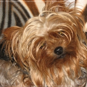 Photo de Yorkshire terrier