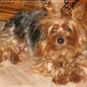 Photo de Yorkshire terrier