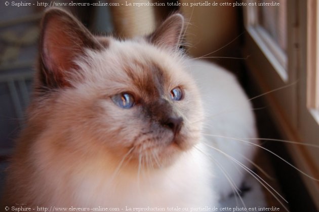 Photo de Sacr de birmanie