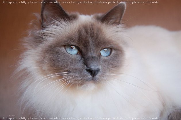 Photo de Sacr de birmanie