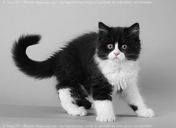 Photo de British longhair