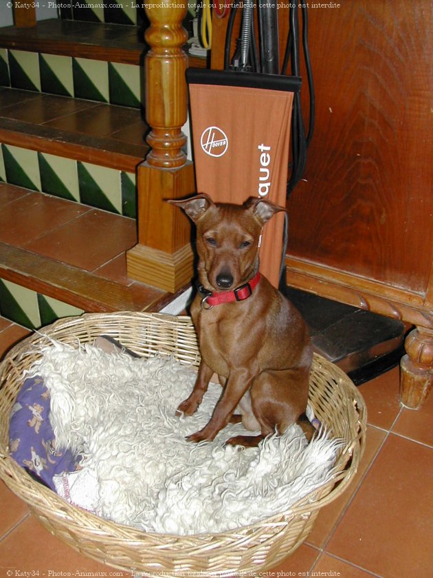 Photo de Pinscher nain