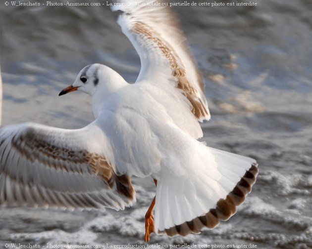 Photo de Mouette