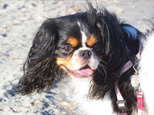 Photo de Cavalier king charles spaniel