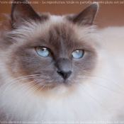 Photo de Sacr de birmanie