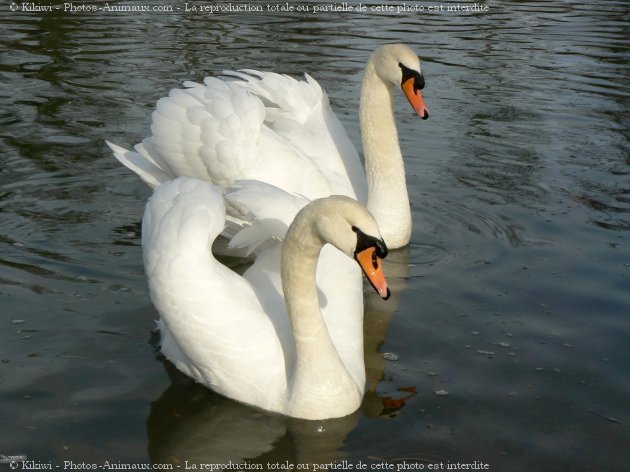 Photo de Cygne