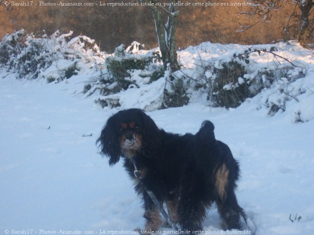 Photo de Cavalier king charles spaniel