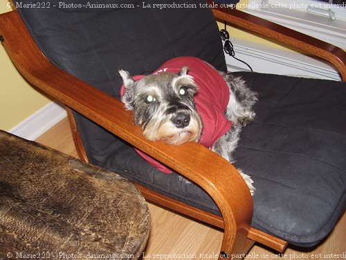 Photo de Schnauzer nain