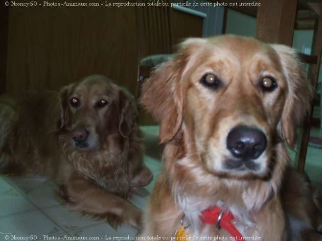 Photo de Golden retriever