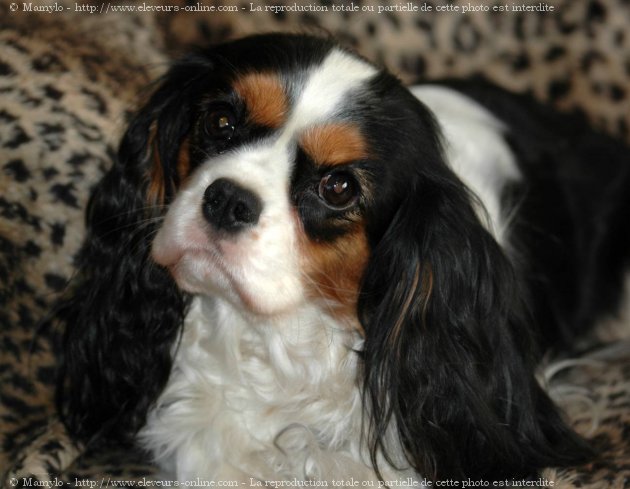 Photo de Cavalier king charles spaniel