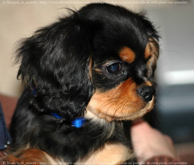 Photo de Cavalier king charles spaniel