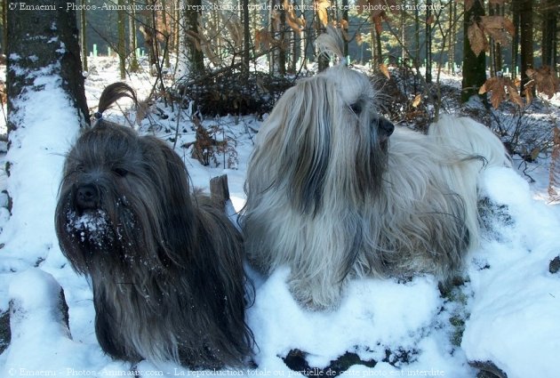 Photo de Lhassa apso