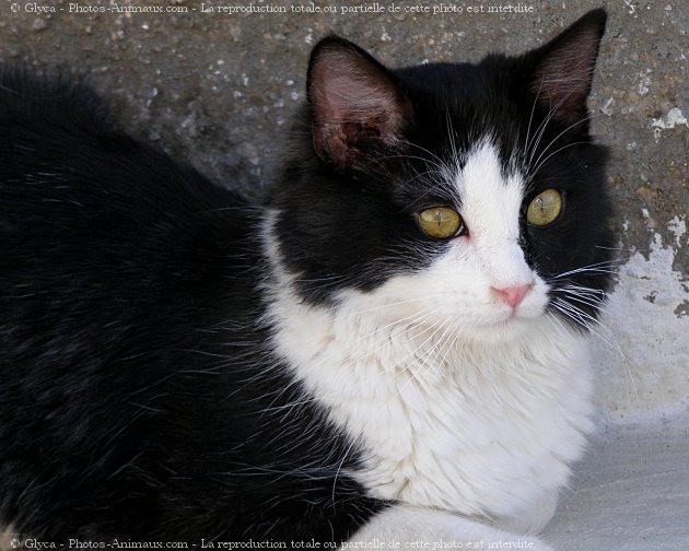 Photo de Chat domestique