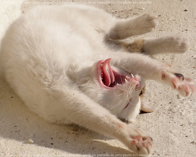 Photo de Chat domestique