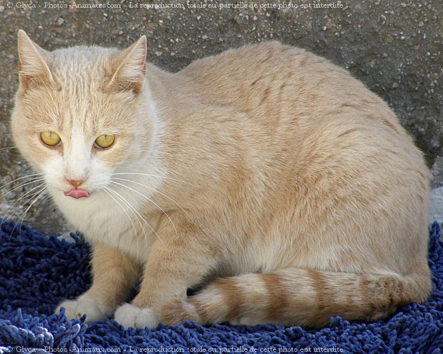 Photo de Chat domestique