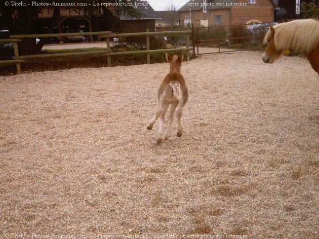 Photo de Haflinger