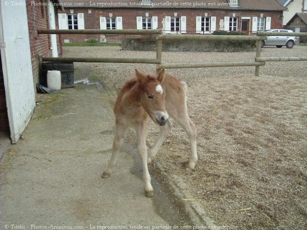 Photo de Haflinger