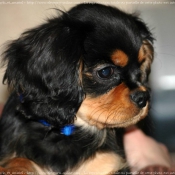 Photo de Cavalier king charles spaniel