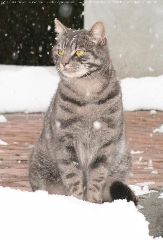 Photo de Chat domestique