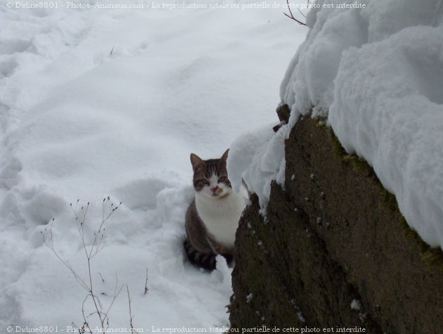 Photo de Chat domestique