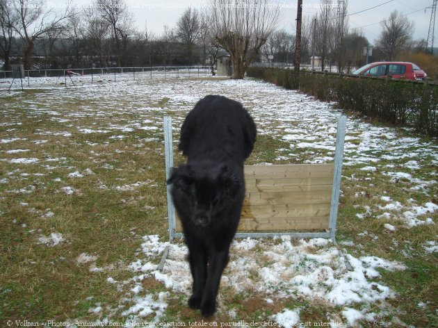 Photo de Chien de terre-neuve