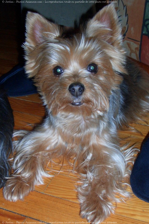 Photo de Yorkshire terrier